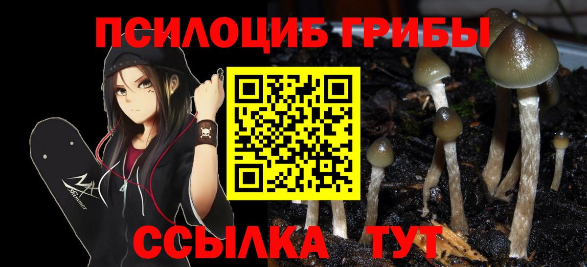 Псилоцибиновые грибы Psilocybine cubensis Ефремов